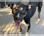 Small Photo #2 Mutt Puppy For Sale in Tulsa, OK, USA