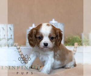 Cavalier King Charles Spaniel Puppy for sale in HONEY BROOK, PA, USA