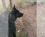 Small #2 Dutch Shepherd  Mix