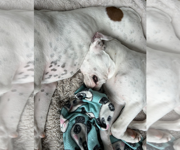 Medium Photo #10 Boxer Puppy For Sale in STRUM, WI, USA