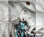 Small #9 Boxer