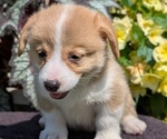 Small Photo #26 Pembroke Welsh Corgi Puppy For Sale in GOSHEN, IN, USA