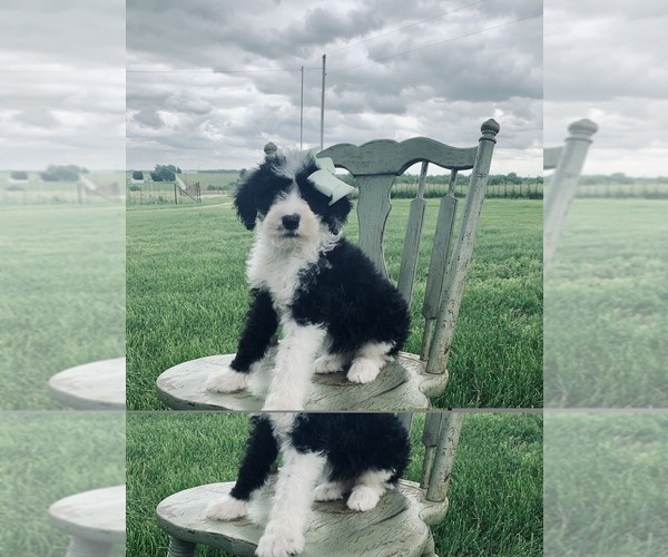 Medium Photo #5 Sheepadoodle Puppy For Sale in DADEVILLE, MO, USA