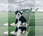 Small Photo #5 Sheepadoodle Puppy For Sale in DADEVILLE, MO, USA