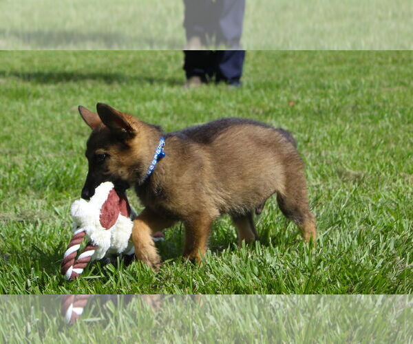 Medium Photo #2 German Shepherd Dog Puppy For Sale in Holly Hill, SC, USA