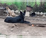 Small #3 Malinois