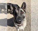 Small #23 German Shepherd Dog Mix