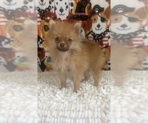 Pomeranian Puppy for Sale in BEECH GROVE, Indiana USA