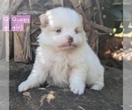 Small Photo #17 Pomeranian Puppy For Sale in COMER, GA, USA