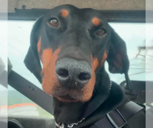 Doberman Pinscher Dogs for adoption in Buffalo, MN, USA