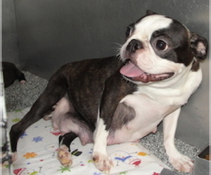 Mother of the Boston Terrier puppies born on 06/26/2025