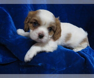 Medium Cavalier King Charles Spaniel