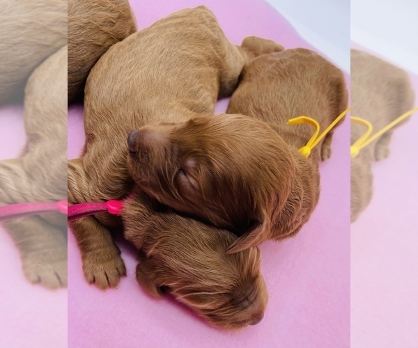 Medium Photo #6 Goldendoodle Puppy For Sale in KISSIMMEE, FL, USA