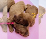 Small Photo #6 Goldendoodle Puppy For Sale in KISSIMMEE, FL, USA