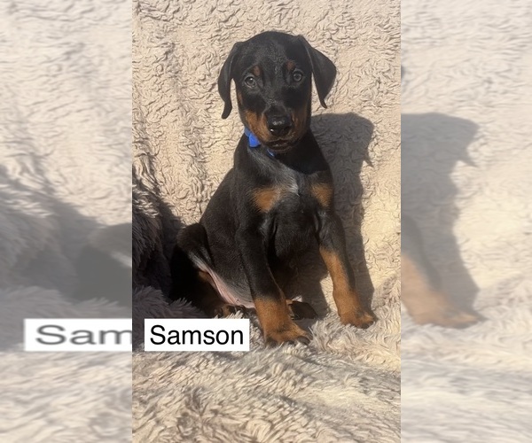 Medium Photo #2 Doberman Pinscher Puppy For Sale in POMEROY, OH, USA