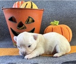 AKC Camero male - Male Chihuahua Puppy for Sale - Photo #3