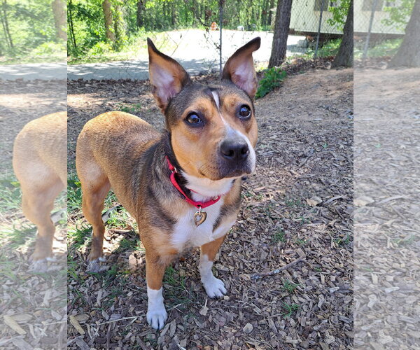 Medium Photo #4 Mutt Puppy For Sale in Clarkesville, GA, USA