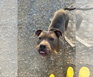 Plow - Male Mutt Dog for Adoption - Photo #4