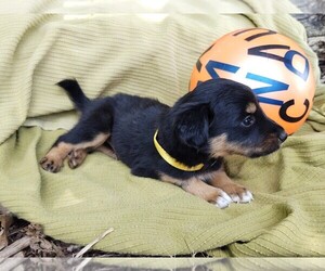 Border Collie-English Shepherd Mix Puppy for sale in FREDERICKSBRG, PA, USA