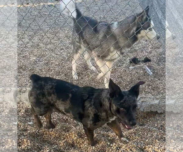 Medium Photo #6 Dachshund-Unknown Mix Puppy For Sale in Oakhurst, NJ, USA