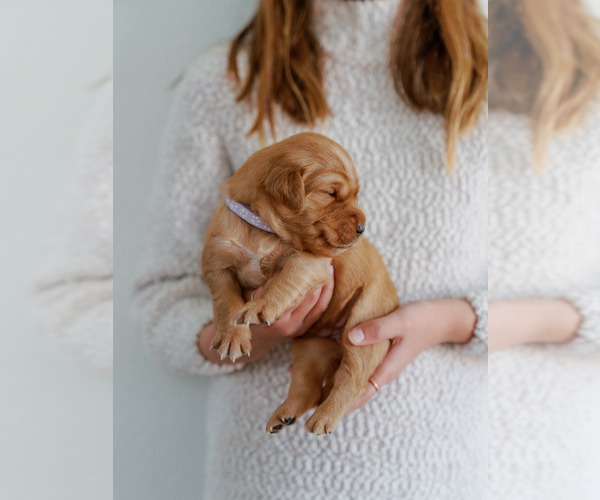 Medium Photo #7 Golden Retriever Puppy For Sale in REDDING, CA, USA