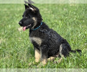 German Shepherd Dog Puppy for Sale in OLIVER SPRINGS, Tennessee USA