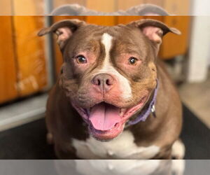 Bulldog-Unknown Mix Dogs for adoption in Gloversville, NY, USA