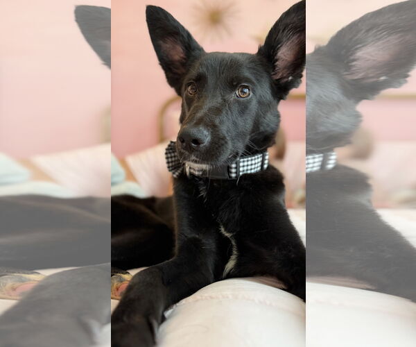 Medium Photo #1 Mutt Puppy For Sale in The Woodlands, TX, USA
