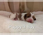 Small #6 Cavapoo (Miniature)