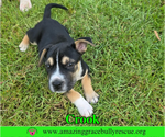 Small #1 American Staffordshire Terrier-Beagle Mix