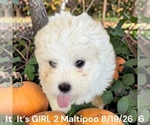 Litter of - Female Bernedoodle (Miniature) Puppy for Sale - Photo #6