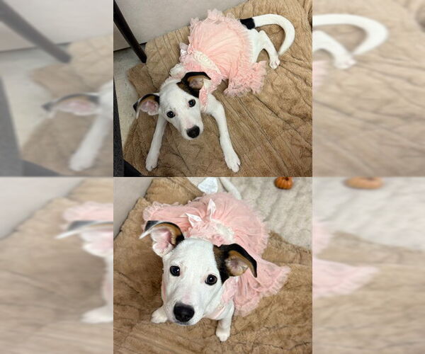Medium Photo #1  Puppy For Sale in , 