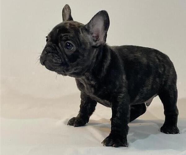 Medium Photo #1 French Bulldog Puppy For Sale in SUISUN CITY, CA, USA