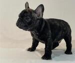 Small Photo #1 French Bulldog Puppy For Sale in SUISUN CITY, CA, USA