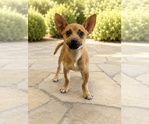 Medium Photo #1 Chihuahua-Unknown Mix Puppy For Sale in PIPE CREEK, TX, USA