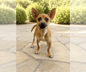 Chihuahua-Unknown Mix Dogs for adoption in PIPE CREEK, TX, USA