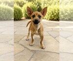 Small Chihuahua Mix
