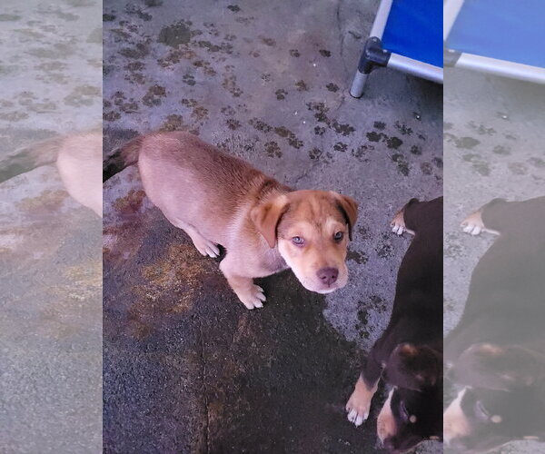 Medium Photo #4 Mastiff-Siberian Husky Mix Puppy For Sale in Sequim, WA, USA