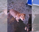 Small #3 Mastiff-Siberian Husky Mix