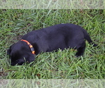 Small Photo #22 Labrador Retriever Puppy For Sale in RICHMOND HILL, GA, USA