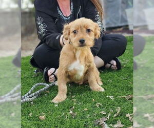 Chihuahua-Unknown Mix Dogs for adoption in Rockaway, NJ, USA