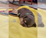Puppy 6 French Bulldog