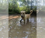 Small Photo #2 Great Dane-Unknown Mix Puppy For Sale in Silver Spring, MD, USA