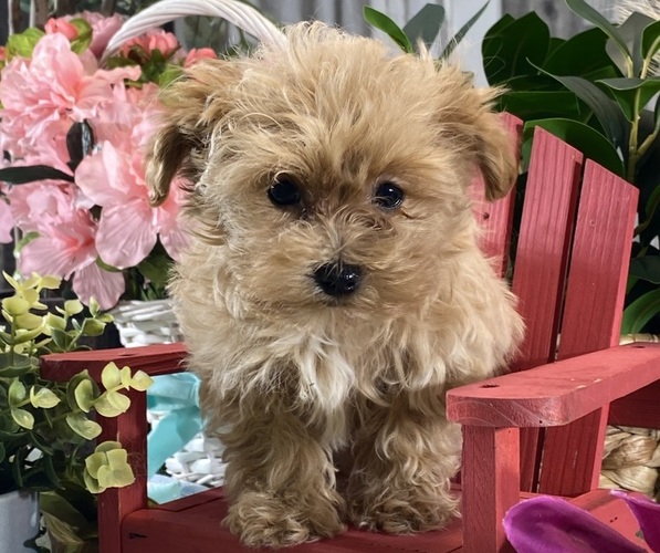 Medium Photo #4 Maltipoo (Toy) Puppy For Sale in CANOGA, NY, USA