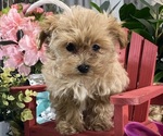 Small #3 Maltipoo (Toy)