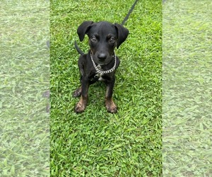 Labrador Retriever-Plott Hound Mix Dogs for adoption in Nazareth, PA, USA