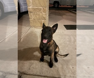 Belgian Malinois Puppy for sale in ODESSA, TX, USA