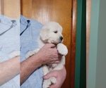 Small #13 English Cream Golden Retriever