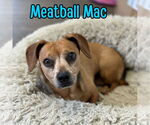 Small #5 Dachshund