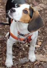Beagle Puppy for sale in JIM THORPE, PA, USA